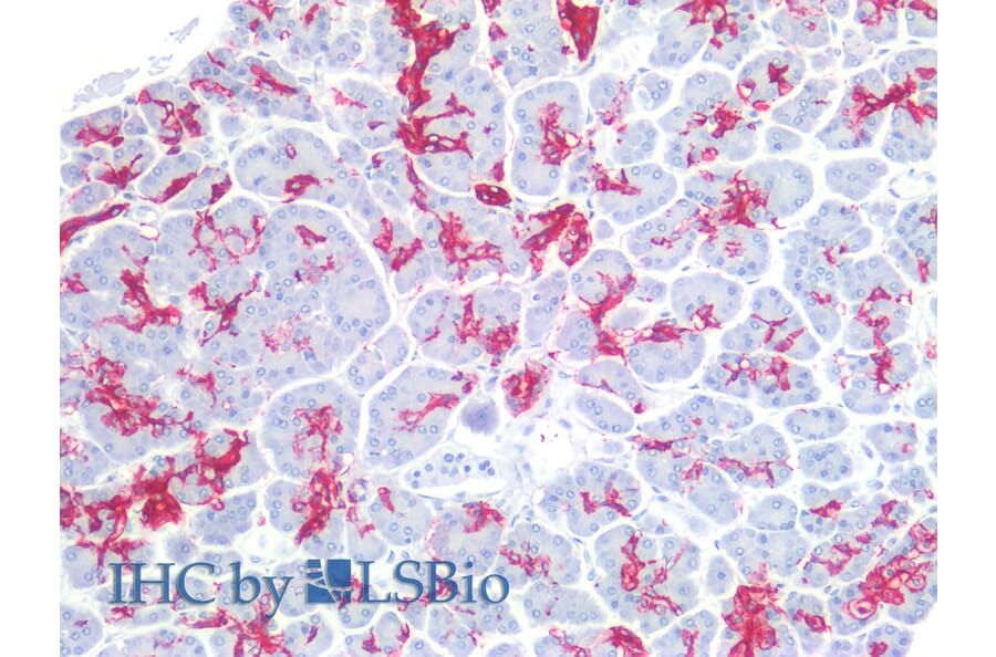 IHC - Anti-CA19-9 Antibody [121SLE] (A86801)