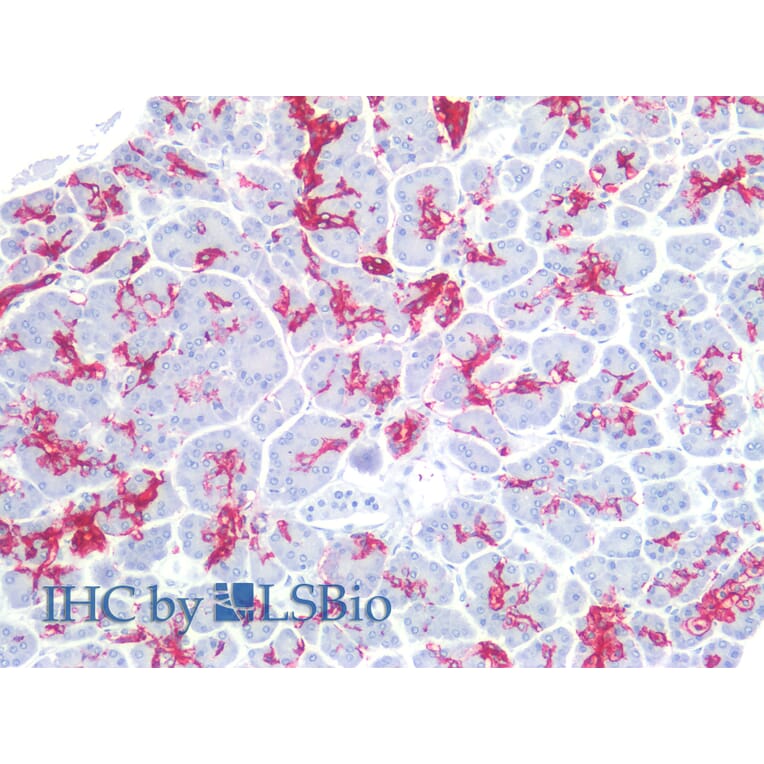 IHC - Anti-CA19-9 Antibody [121SLE] (A86801)