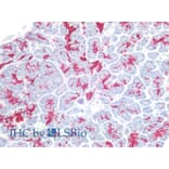 IHC - Anti-CA19-9 Antibody [121SLE] (A86801)