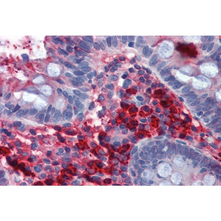 Immunohistochemistry - Anti-Human IgA Antibody [AD3] (A86801) - Antibodies.com
