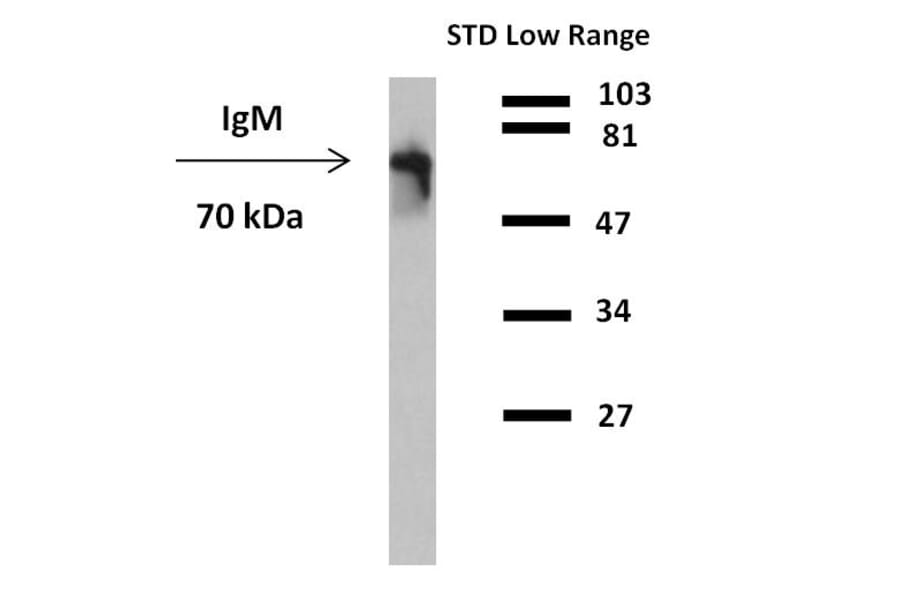 WB - Anti-Human IgM Fc Antibody [CH2] (HRP) (A86805)