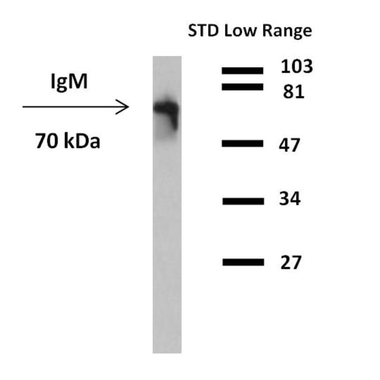 WB - Anti-Human IgM Fc Antibody [CH2] (HRP) (A86805)