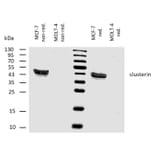 WB - Anti-Clusterin Antibody [Hs-3] (A86810)