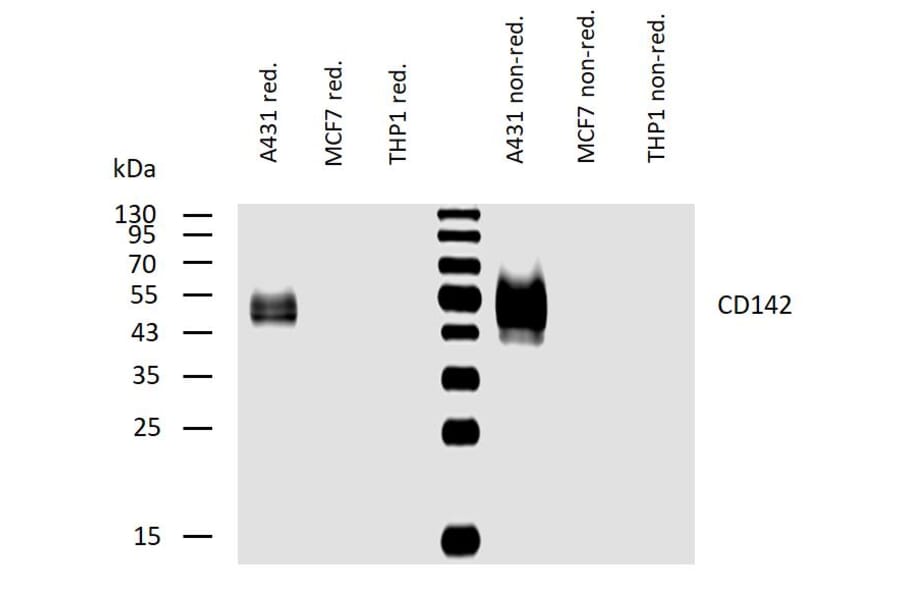 WB - Anti-Tissue Factor Antibody [HTF-1] (A86828)