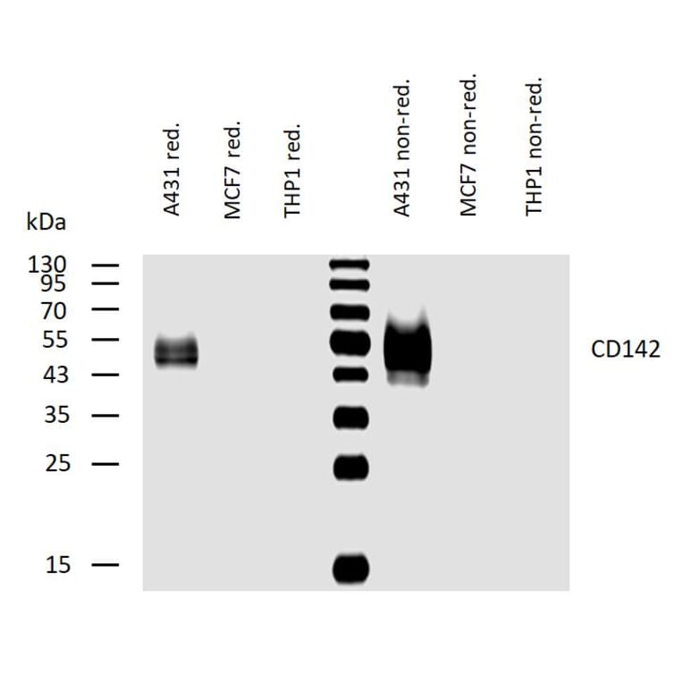 WB - Anti-Tissue Factor Antibody [HTF-1] (A86828)