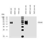 WB - Anti-Tissue Factor Antibody [HTF-1] (A86828)