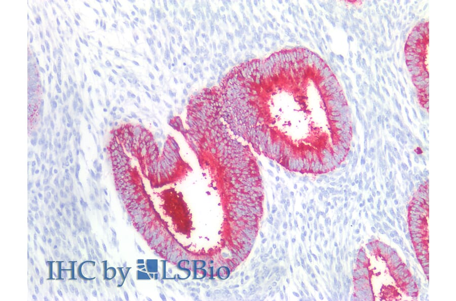 IHC - Anti-CD15 Antibody [MMA] (A86829)