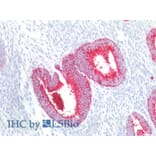 IHC - Anti-CD15 Antibody [MMA] (A86829)