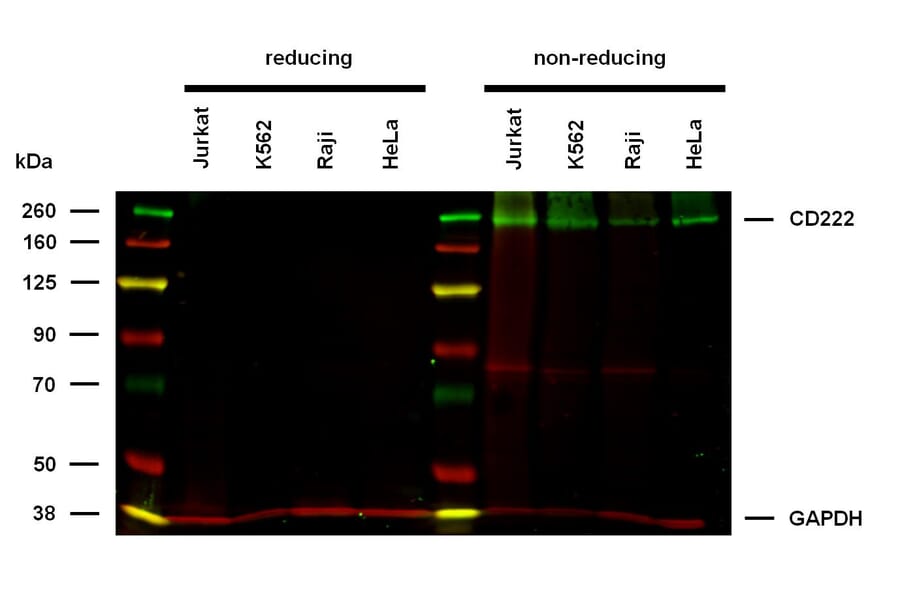 WB - Anti-CD222 Antibody [MEM-240] (A86836)