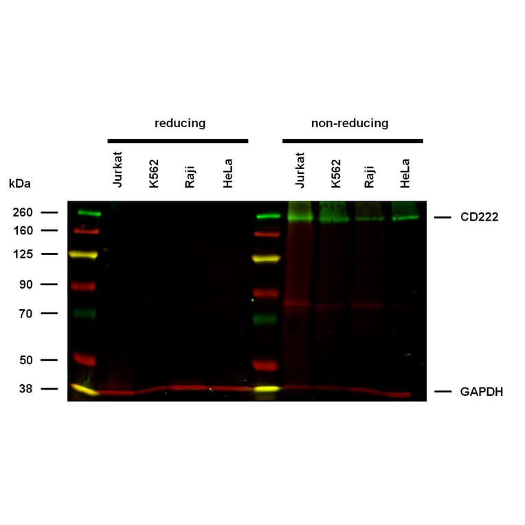 WB - Anti-CD222 Antibody [MEM-240] (A86836)