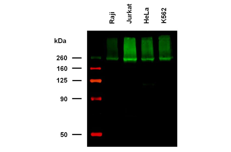 WB - Anti-CD222 Antibody [MEM-238] (Biotin) (A86837)
