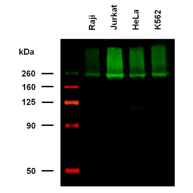 WB - Anti-CD222 Antibody [MEM-238] (Biotin) (A86837)