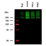 WB - Anti-CD222 Antibody [MEM-238] (Biotin) (A86837)