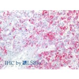 IHC - Anti-CD57 Antibody [TB01] (A86858)