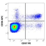 Flow Cytometry - Anti-CD57 Antibody [TB01] (PE) (A86861)