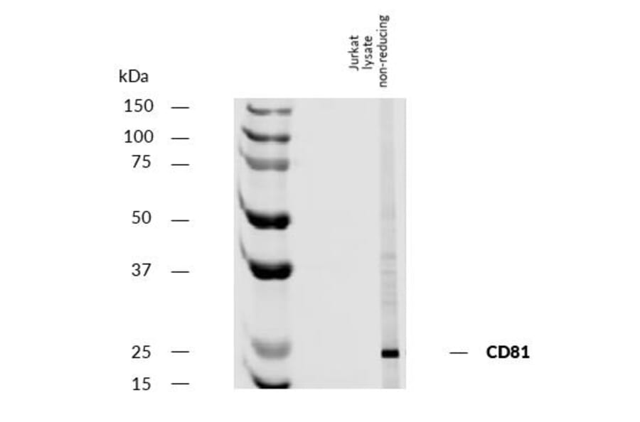 WB - Anti-CD81 Antibody [M38] - Low endotoxin, Azide free (A86864)