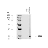 WB - Anti-CD81 Antibody [M38] - Low endotoxin, Azide free (A86864)