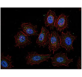 ICC - Anti-CSK Antibody [CSK-04] (A86870)