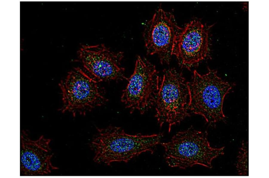 ICC - Anti-CSK Antibody [CSK-04] (A86870)