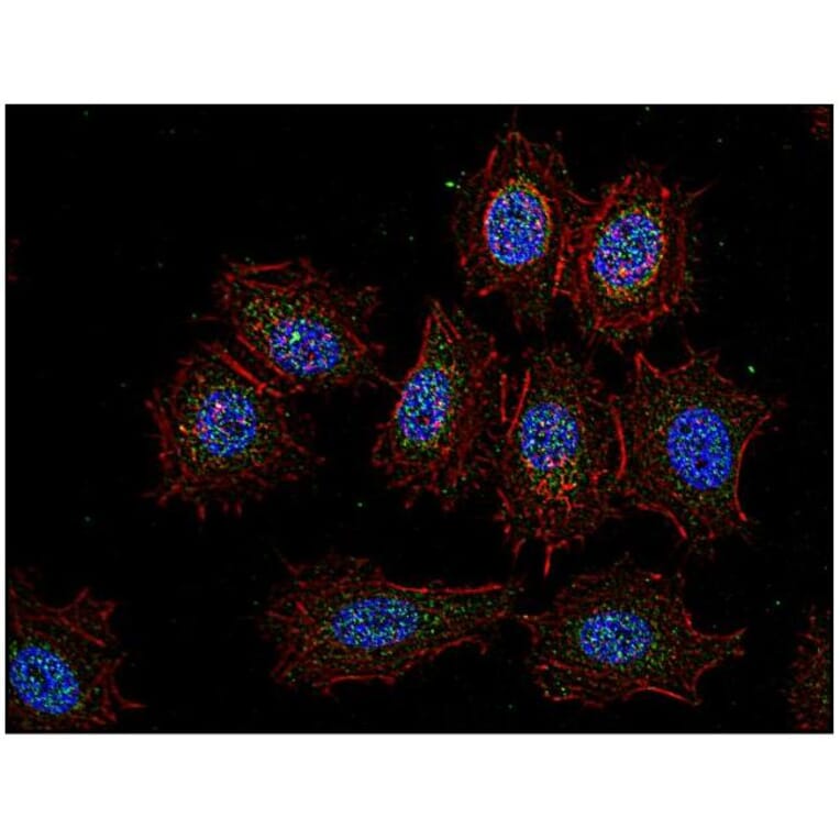 ICC - Anti-CSK Antibody [CSK-04] (A86870)