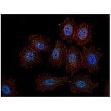 ICC - Anti-CSK Antibody [CSK-04] (A86870)