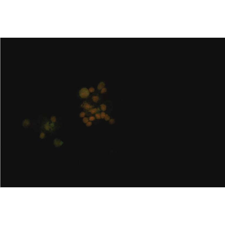 ICC - Anti-PCNA Antibody [PC10] (A86878)