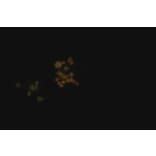 ICC - Anti-PCNA Antibody [PC10] (A86878)