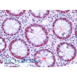 IHC - Anti-PCNA Antibody [PC10] (A86878)
