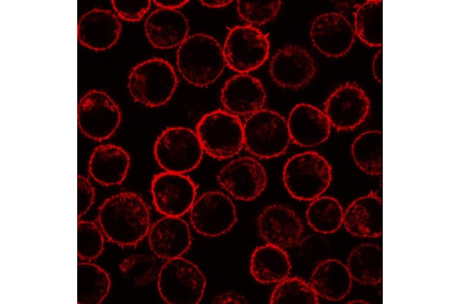 IF - Anti-Scramblase 1 Antibody [13A6 [TEC-23]] (A86880)