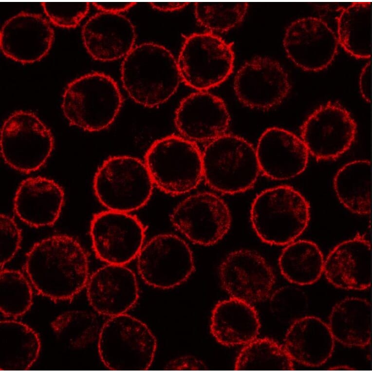 IF - Anti-Scramblase 1 Antibody [13A6 [TEC-23]] (A86880)