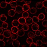 IF - Anti-Scramblase 1 Antibody [13A6 [TEC-23]] (A86880)