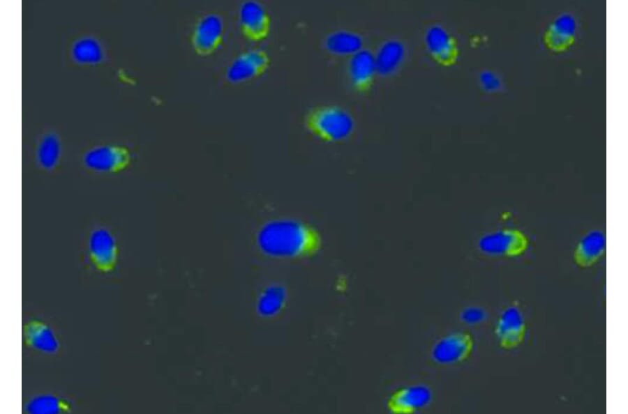 ICC - Anti-PKA R2/PKR2 Antibody [Hs-36] (A86881)