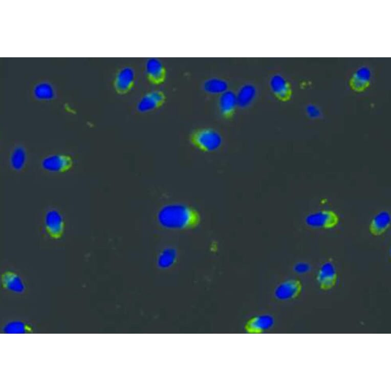 ICC - Anti-PKA R2/PKR2 Antibody [Hs-36] (A86881)