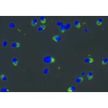 ICC - Anti-PKA R2/PKR2 Antibody [Hs-36] (A86881)
