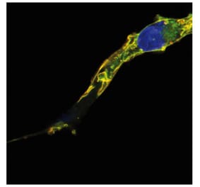 ICC - Anti-TC21 Antibody [EM-50] (A86884)