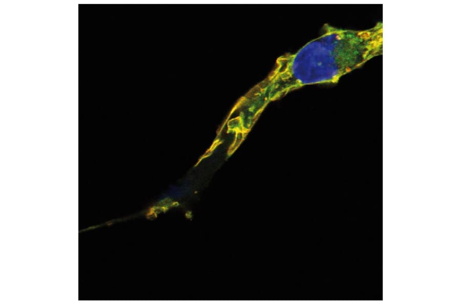ICC - Anti-TC21 Antibody [EM-50] (A86884)