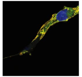 Immunocytochemistry - Anti-RRAS2 Antibody [EM-50] (A86883) - Antibodies.com