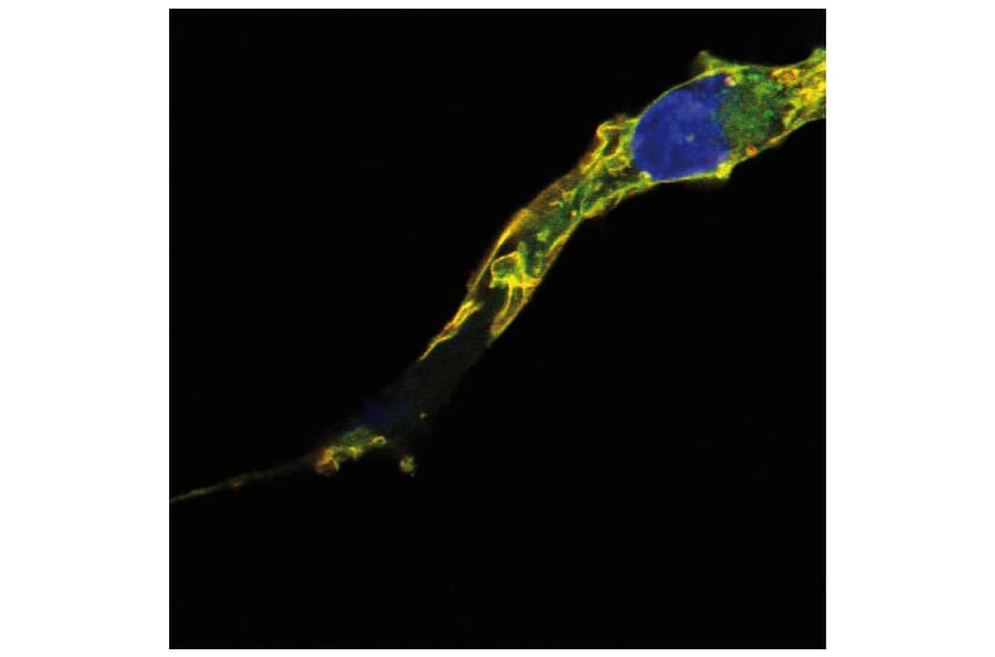 Immunocytochemistry - Anti-RRAS2 Antibody [EM-50] (A86883) - Antibodies.com