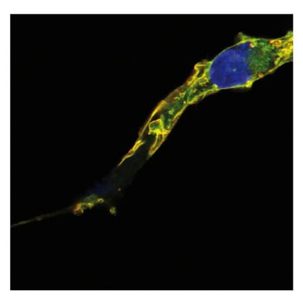 Immunocytochemistry - Anti-RRAS2 Antibody [EM-50] (A86883) - Antibodies.com
