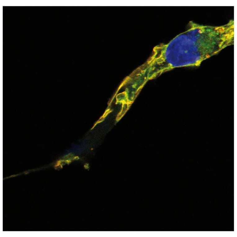 Immunocytochemistry - Anti-RRAS2 Antibody [EM-50] (A86883) - Antibodies.com