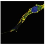 Immunocytochemistry - Anti-RRAS2 Antibody [EM-50] (A86883) - Antibodies.com
