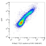 Flow Cytometry - Anti-RRAS2 Antibody [EM-50] (A86884) - Antibodies.com