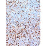 Immunohistochemistry - Anti-Annexin A1/ANXA1 Antibody [IHC512] (A86886) - Antibodies.com