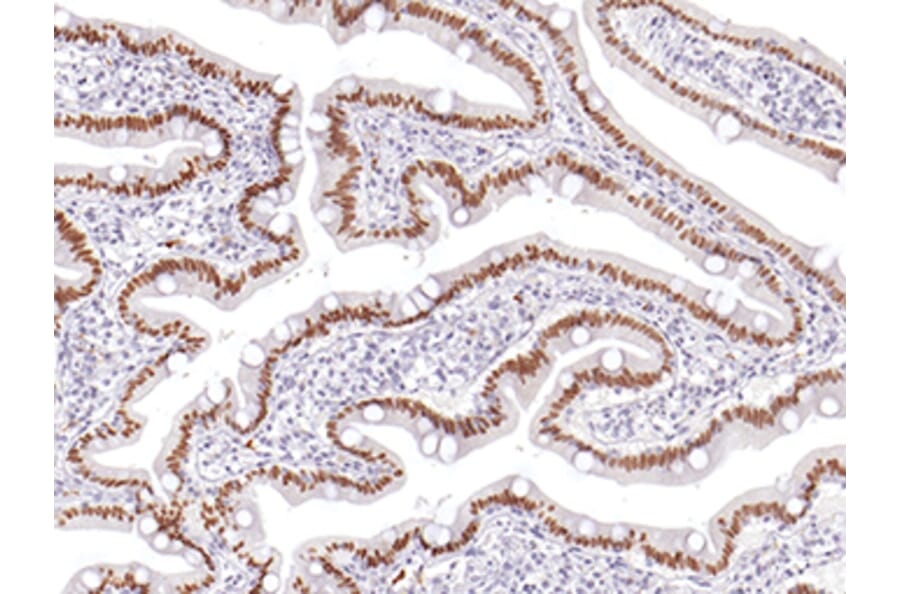 Immunohistochemistry - Anti-CDX 2 Antibody (IHC402) - Antibodies.com