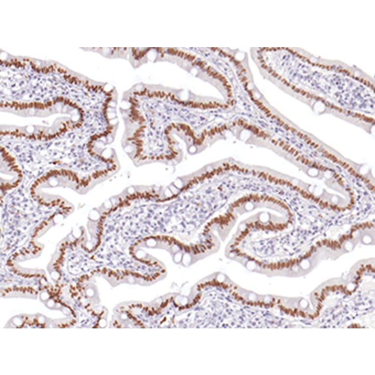 Immunohistochemistry - Anti-CDX 2 Antibody (IHC402) - Antibodies.com