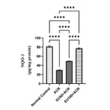ELISA - Rat NQO1 ELISA Kit (A87472) - Antibodies.com