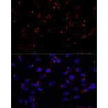 Immunofluorescence - Anti-GOLGA5/Golgin-84 Antibody (A87549) - Antibodies.com