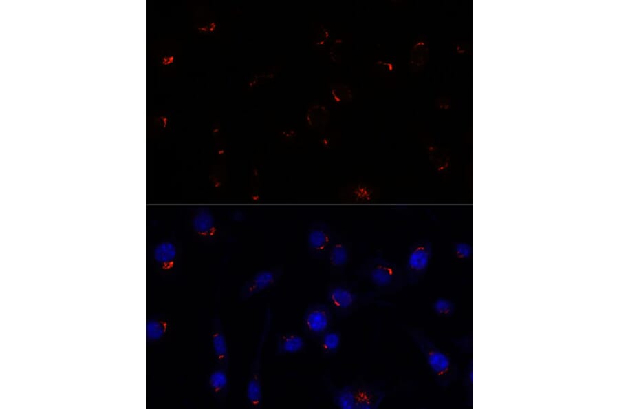 Immunofluorescence - Anti-GOLGA5/Golgin-84 Antibody (A87549) - Antibodies.com