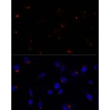 Immunofluorescence - Anti-GOLGA5/Golgin-84 Antibody (A87549) - Antibodies.com