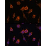 Immunofluorescence - Anti-p92 Antibody (A87550) - Antibodies.com